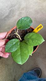 Hoya Fungii, Huis en Inrichting, Kamerplanten, Ophalen of Verzenden, Overige soorten, Minder dan 100 cm