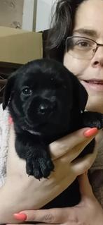 Raszuiver labrador pups ouders HD ED Spondylose vrij, Nederland, CDV (hondenziekte), 8 tot 15 weken, Labrador retriever