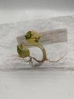 Alocasia Melo Albo Variegata TC - Zeldzaam!, Huis en Inrichting, Kamerplanten, Overige soorten, In pot, Minder dan 100 cm, Bloeiende kamerplant