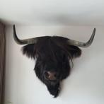 Opgezette Schotse Hooglander Wanddecoratie, Ophalen of Verzenden, Nieuw