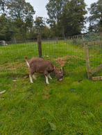 Toggenburger stamboek bokje te koop, Dieren en Toebehoren, Schapen, Geiten en Varkens, Mannelijk, Geit, 0 tot 2 jaar
