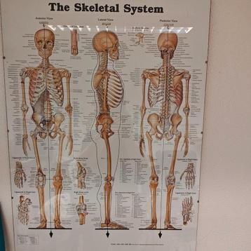 Anatomie poster menselijk skelet beschikbaar voor biedingen