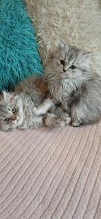 3 Prachtige Super lieve Britse langhaar kittens, Dieren en Toebehoren, Katten en Kittens | Raskatten | Langhaar, Meerdere dieren