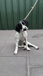 Te koop|| Zeer mooie Engelse springer spaniel Teef, Dieren en Toebehoren, België, Particulier, Rabiës (hondsdolheid), 15 weken tot 1 jaar