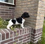 Prachtige friese stabij pups ❤️, Overige rassen, 8 tot 15 weken, CDV (hondenziekte), Meerdere