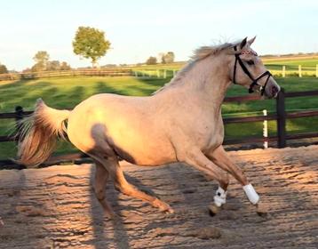 ## super leuke 3 jr palomino merrie met kwpn papier ## beschikbaar voor biedingen