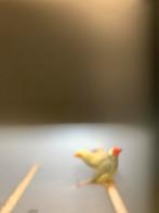 koppel binsastrilde, Dieren en Toebehoren, Meerdere dieren