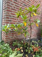 Rhododendron, Ophalen, Vaste plant