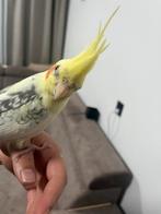 Valkparkiet coco, Dieren en Toebehoren, Mannelijk, Parkiet