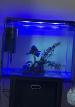 Superfish Home 85 Aquarium (80L) met meubel, Ophalen of Verzenden, Zo goed als nieuw, Leeg aquarium