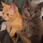 Britse korthaar kittens met stamboom *kampioenslijn*, Dieren en Toebehoren, Meerdere dieren, Met stamboom