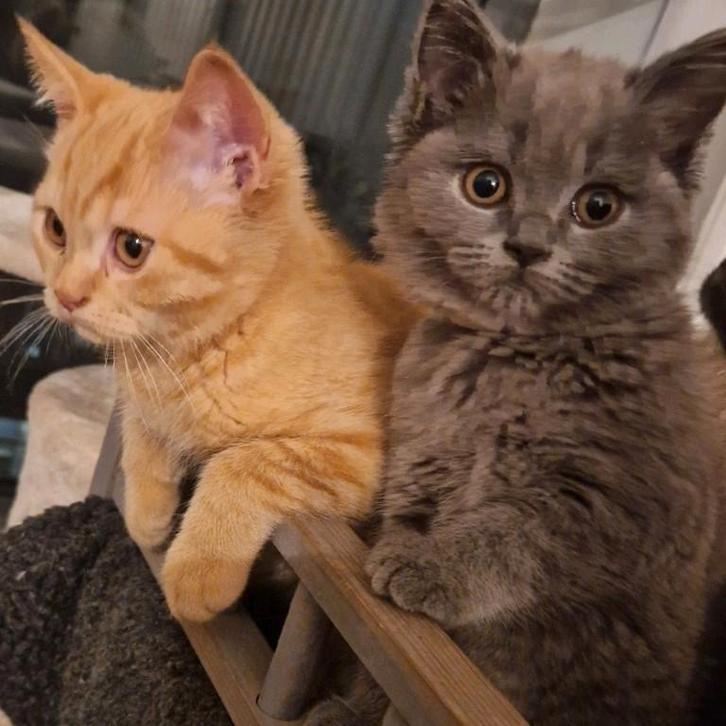Britse korthaar kittens met stamboom *kampioenslijn*, Dieren en Toebehoren, Katten en Kittens | Raskatten | Korthaar, Meerdere dieren