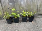 Japanse wijnbes (Rubus phoenicolasius), Ophalen of Verzenden, Overige soorten, Minder dan 100 cm