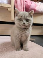 Britse kort haar kitten te koop (kater), Dieren en Toebehoren, Katten en Kittens | Raskatten | Korthaar, Kater, Gechipt