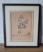 Oude botanische print 'Prunus Mahaleb' in mahonie lijst, Antiek en Kunst, Ophalen of Verzenden