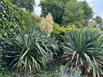 Yucca Filamentosa groot, Tuin en Terras, Planten | Tuinplanten, Overige soorten, Volle zon, Vaste plant, Ophalen of Verzenden