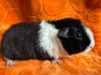 US Teddy zeugje zwart/wit, Dieren en Toebehoren, Knaagdieren, Cavia, Augustus, Vrouwelijk, Tam