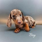 Fattoria del Bassotto heeft weer dwergteckeltjes, Dieren en Toebehoren, Honden | Teckels en Dashonden, Nederland, CDV (hondenziekte)