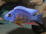 Malawi Cichliden: Protomelas fenestratus Taiwan Reef, Vis, Zoetwatervis