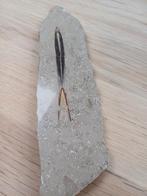 Fossiel in steen, Ophalen of Verzenden