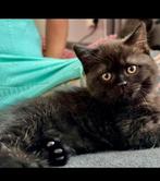 Hele mooie, specialeChocolat kitten brits/britse korthaar, Dieren en Toebehoren, Katten en Kittens | Raskatten | Korthaar, Poes