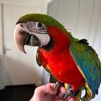 harlekijn Ara jongen, Dieren en Toebehoren, Mannelijk, Papegaai, Pratend