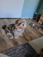 Merle Shih Tzu reutje, Dieren en Toebehoren, Honden | Chihuahua's en Gezelschapshonden, 15 weken tot 1 jaar, CDV (hondenziekte)