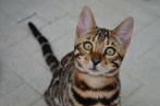 Bengaal kitten - Black Tabby Rosetted poesje (Sneeuw drager), Dieren en Toebehoren, Katten en Kittens | Raskatten | Korthaar, Poes