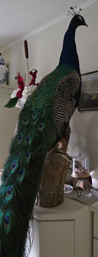 Opgezette prachtige pauw met lange staart, Verzamelen, Dierenverzamelingen, Nieuw, Opgezet dier, Vogel, Ophalen