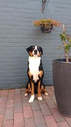 Te koop appenzeller sennenhond, Dieren en Toebehoren, Particulier, Rabiës (hondsdolheid), Reu, Buitenland