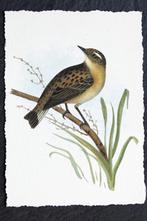 Een paapje (vogel), Verzenden, 1940 tot 1960, Ongelopen, Vogel