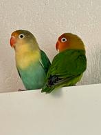Handtamme Agapornis Dwergpapegaai Diverse Eventueel met kooi, Meerdere dieren, Dwergpapegaai of Agapornis, Geringd