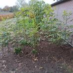 Tetradium daniellii        bijenboom, Overige soorten, 100 tot 250 cm, Zomer, Ophalen