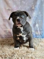 American Bully XL pup met ABKC stamboom MAG VERHUIZEN!, Parvo, Overige rassen, 8 tot 15 weken, Meerdere