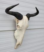 Schedel GNU / WILDEBEEST - met kiezen - gewei (ref. K), Verzamelen, Dierenverzamelingen, Ophalen of Verzenden, Gebruikt, Wild dier