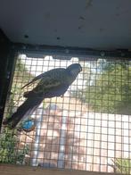 Brown rosella pop gezocht, Ophalen of Verzenden, 10 inch, Wit, 16 GB