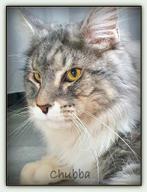 mooie dekkaters: maine coon, ragdoll, brits korthaar, sibeer