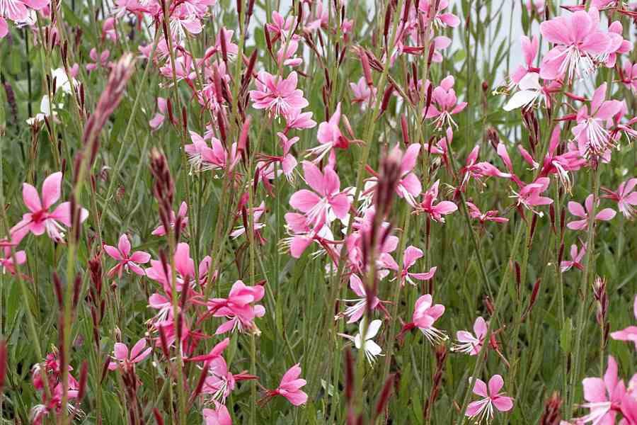 Gaura lindheimeri 'Siskiyou Pink' / Prachtkaars P9 pot, Tuin en Terras, Planten | Tuinplanten, Ophalen of Verzenden, Vaste plant