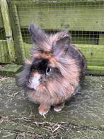 Leuk ram konijn, Dieren en Toebehoren, Konijnen, Mannelijk, Groot