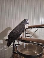 Tamme timney grijze roodstaart pop., Dieren en Toebehoren, Vogels | Parkieten en Papegaaien