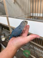 8 jonge Agapornis dwergpapegaai roseicollie  om tam te maken, Geslacht onbekend, Dwergpapegaai of Agapornis, Tam