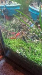 Verschillende kleuren garnalen, Kreeft, Krab of Garnaal