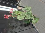Begonia., Tuin en Terras, Ophalen, Zo goed als nieuw