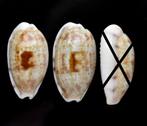 Schelpen: Cypraea pellucens 22-23mm (Gem) Solomoneilanden, Ophalen of Verzenden, Schelp(en)