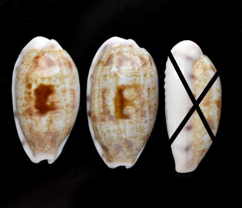 Schelpen: Cypraea pellucens 22-23mm (Gem) Solomoneilanden, Verzamelen, Mineralen en Fossielen, Schelp(en), Ophalen of Verzenden