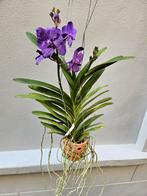 Orchidee Vanda Paars