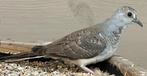 Diamantduifjes, Meerdere dieren, Overige soorten