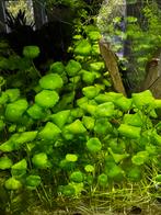 Hydrocotyle verticillata, Dieren en Toebehoren, Vissen | Aquariumvissen, Vis