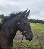 Fries hengstveulen, Hengst, 0 tot 2 jaar