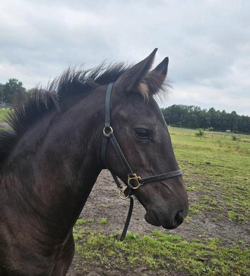 Fries hengstveulen, Dieren en Toebehoren, Paarden, Hengst, 0 tot 2 jaar